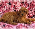 Small Photo #4 Goldendoodle-Poodle (Miniature) Mix Puppy For Sale in GLEN ROCK, PA, USA