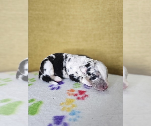 Medium Photo #1 Australian Shepherd Puppy For Sale in PHOENIX, AZ, USA