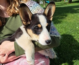 Pembroke Welsh Corgi Puppy for Sale in SHILOH, Ohio USA