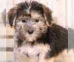 Small Photo #2 Yorkshire Terrier Puppy For Sale in MOUNT VERNON, OH, USA
