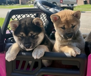 Shiba Inu Puppy for sale in HOUSTON, TX, USA