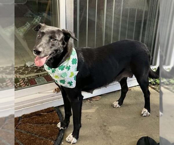Medium Photo #3 Labrador Retriever-Unknown Mix Puppy For Sale in San Diego, CA, USA