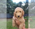 Puppy 2 -Goldendoodle Mix