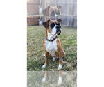 Small Boxer
