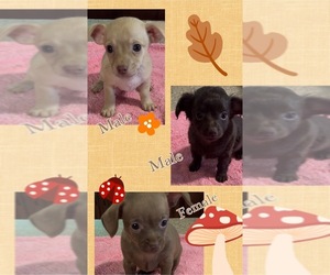 Chiweenie Puppy for sale in ECHO, AL, USA