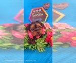 Small Photo #5 Yorkshire Terrier Puppy For Sale in AKRON, OH, USA