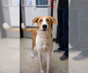 Labsky Dogs for adoption in Rowlett, TX, USA