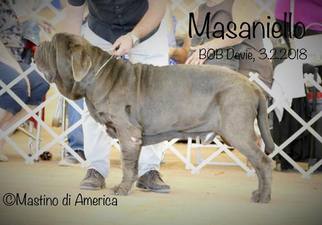 Father of the Neapolitan Mastiff puppies born on 03/16/2018