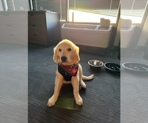 Golden Retriever Puppy for sale in EDMOND, OK, USA