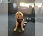Small Golden Retriever