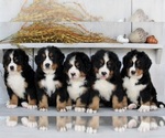 Small Photo #4 Bernese Mountain Dog Puppy For Sale in FREDERICKSBURG, OH, USA