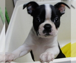 Puppy Twinkle Boston Terrier