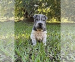 Small Photo #3 Chinese Shar-Pei Puppy For Sale in MERRITT IS, FL, USA