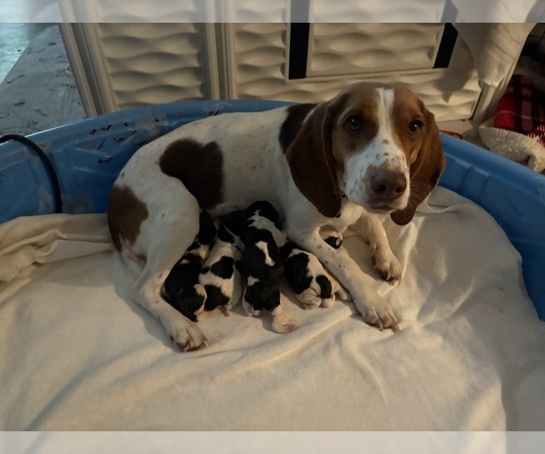 Medium Photo #1 Beagle Puppy For Sale in BROWNSVILLE, OR, USA