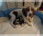 Small Beagle