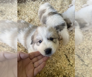 Great Pyrenees Puppy for sale in OLIN, NC, USA