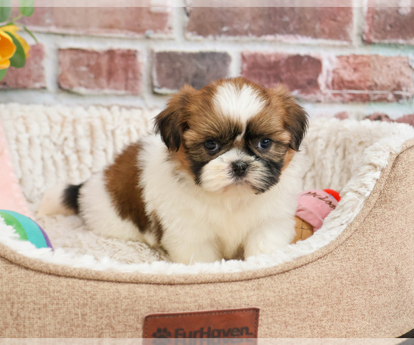 Medium Photo #11 Shih Tzu Puppy For Sale in SYRACUSE, IN, USA