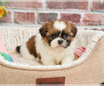 Small #10 Shih Tzu