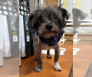 Maltese-Unknown Mix Dogs for adoption in Forestville, MD, USA