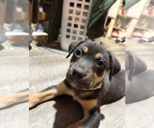 Mutt Dogs for adoption in Evansville, IN, USA