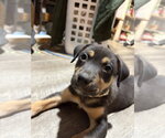 Small Mutt