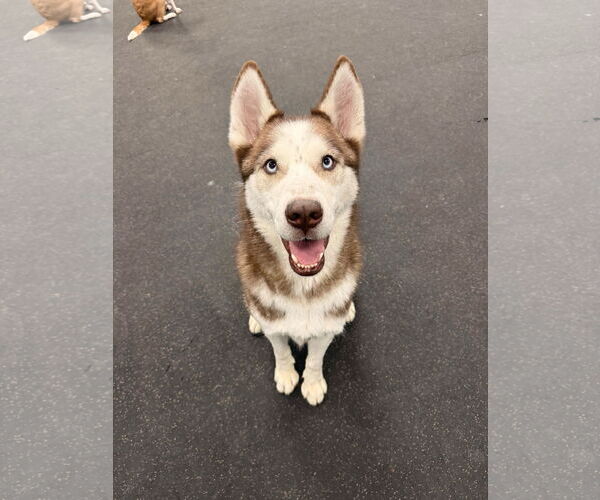 Medium Photo #3 Siberian Husky Puppy For Sale in Carrollton, TX, USA