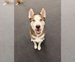 Small #2 Siberian Husky