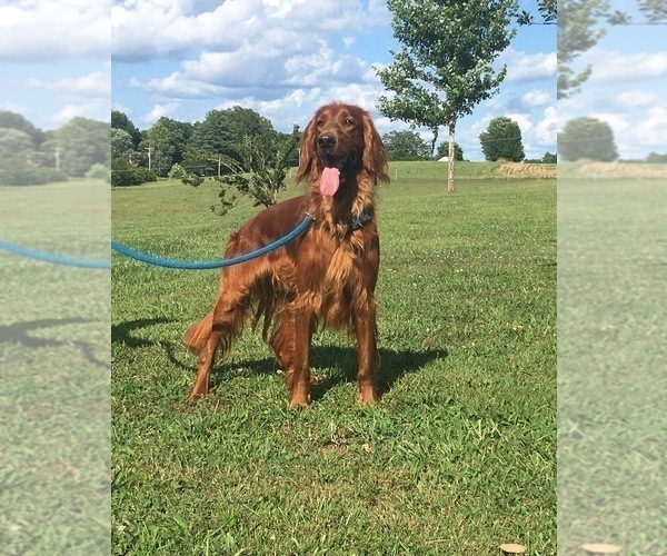 Medium Photo #1 Irish Setter Puppy For Sale in OREM, UT, USA