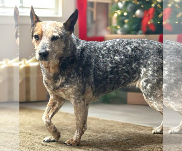 Medium Photo #4 Mutt Puppy For Sale in Highland, IL, USA