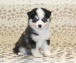 Pomsky Puppy for sale in DENVER, PA, USA