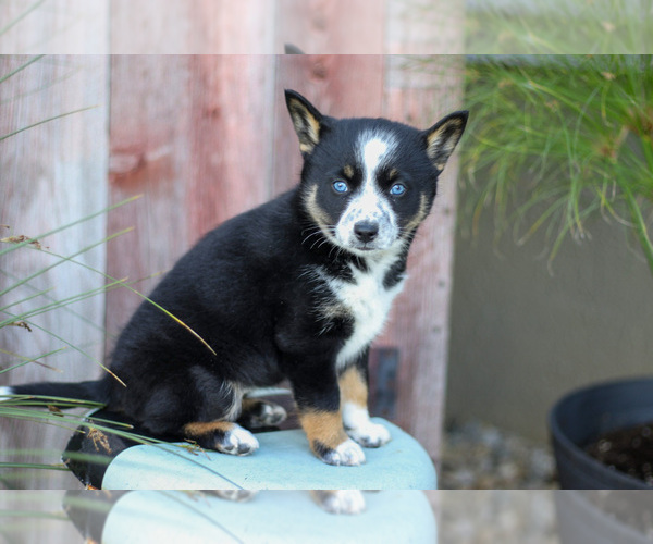 Medium Photo #3 Pomsky Puppy For Sale in GOSHEN, IN, USA