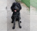 Small Photo #1 Goldendoodle Puppy For Sale in CLARKSVILLE, TX, USA