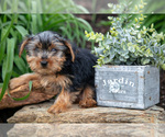 Puppy Starsky Yorkshire Terrier