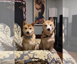 Father of the Shiba Inu puppies born on 04/16/2025