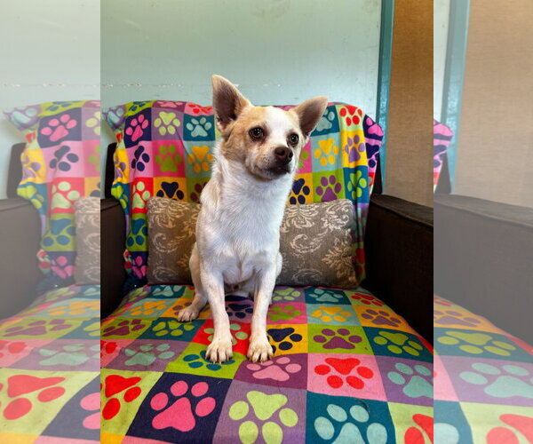 Medium Photo #7 Chihuahua Puppy For Sale in Pacolet, SC, USA