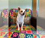Small #6 Chihuahua