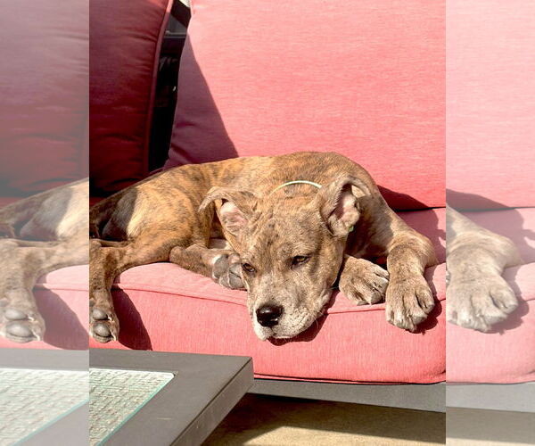 Medium Photo #3 Great Dane-Unknown Mix Puppy For Sale in Huntersville, NC, USA