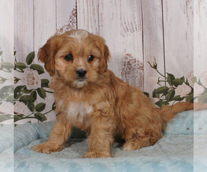 Cavapoo Puppy for sale in PENNS CREEK, PA, USA