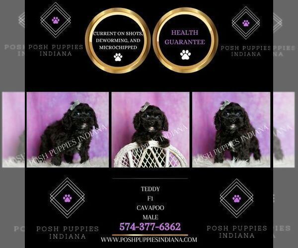 Medium Photo #63 Cavapoo (Miniature) Puppy For Sale in WARSAW, IN, USA
