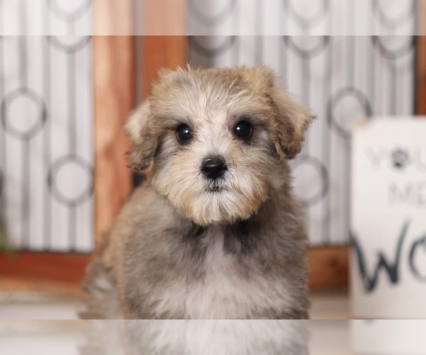 Medium Photo #2 Schnoodle (Miniature) Puppy For Sale in NAPLES, FL, USA