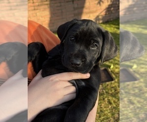 Medium German Shorthaired Lab