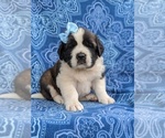 Small Photo #5 Saint Bernard Puppy For Sale in AIRVILLE, PA, USA