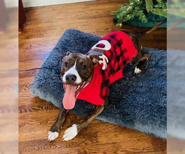 Medium Photo #3 American Pit Bull Terrier-Mountain Cur Mix Puppy For Sale in Oakhurst, NJ, USA