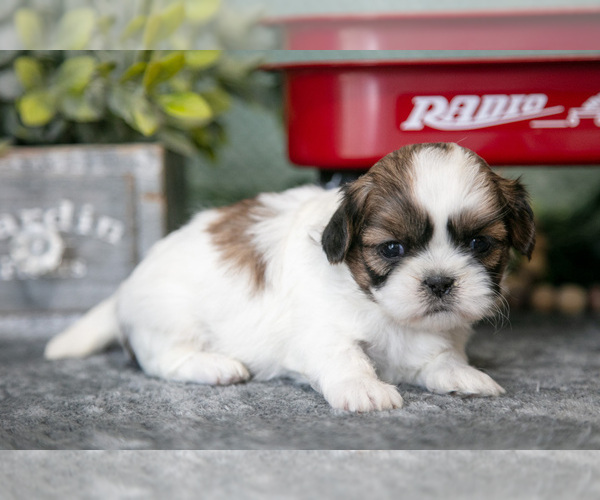 Medium Photo #11 Shih Tzu Puppy For Sale in CLARE, MI, USA