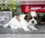 Puppy Rosie Shih Tzu
