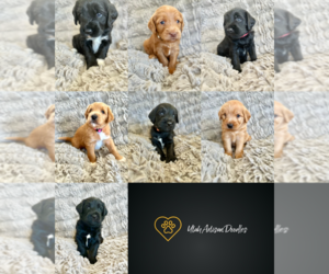 Double Doodle Litter for sale in VINEYARD, UT, USA