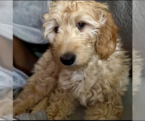 Medium Photo #1 Goldendoodle mix (+ Poodle Standard) Puppy For Sale in CLEVELAND, OH, USA