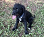 Small #4 Lab-Pointer