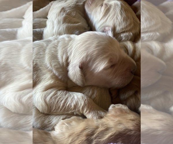 Medium Photo #1 Goldendoodle Puppy For Sale in EUSTACE, TX, USA