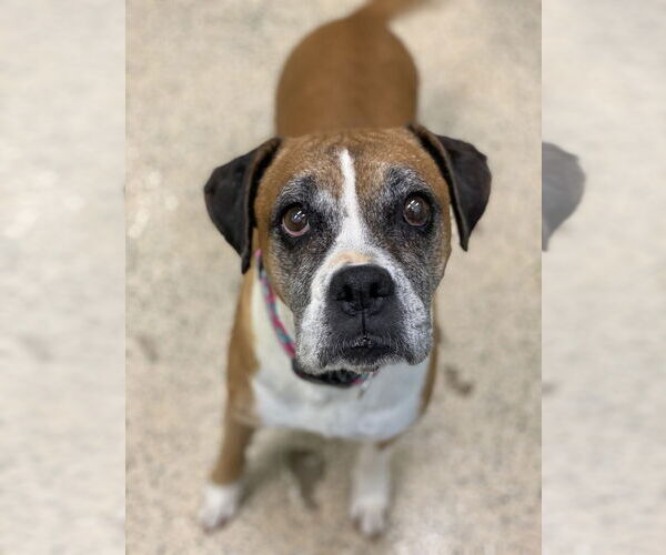 Medium Photo #1 Boxer Puppy For Sale in Austin, TX, USA